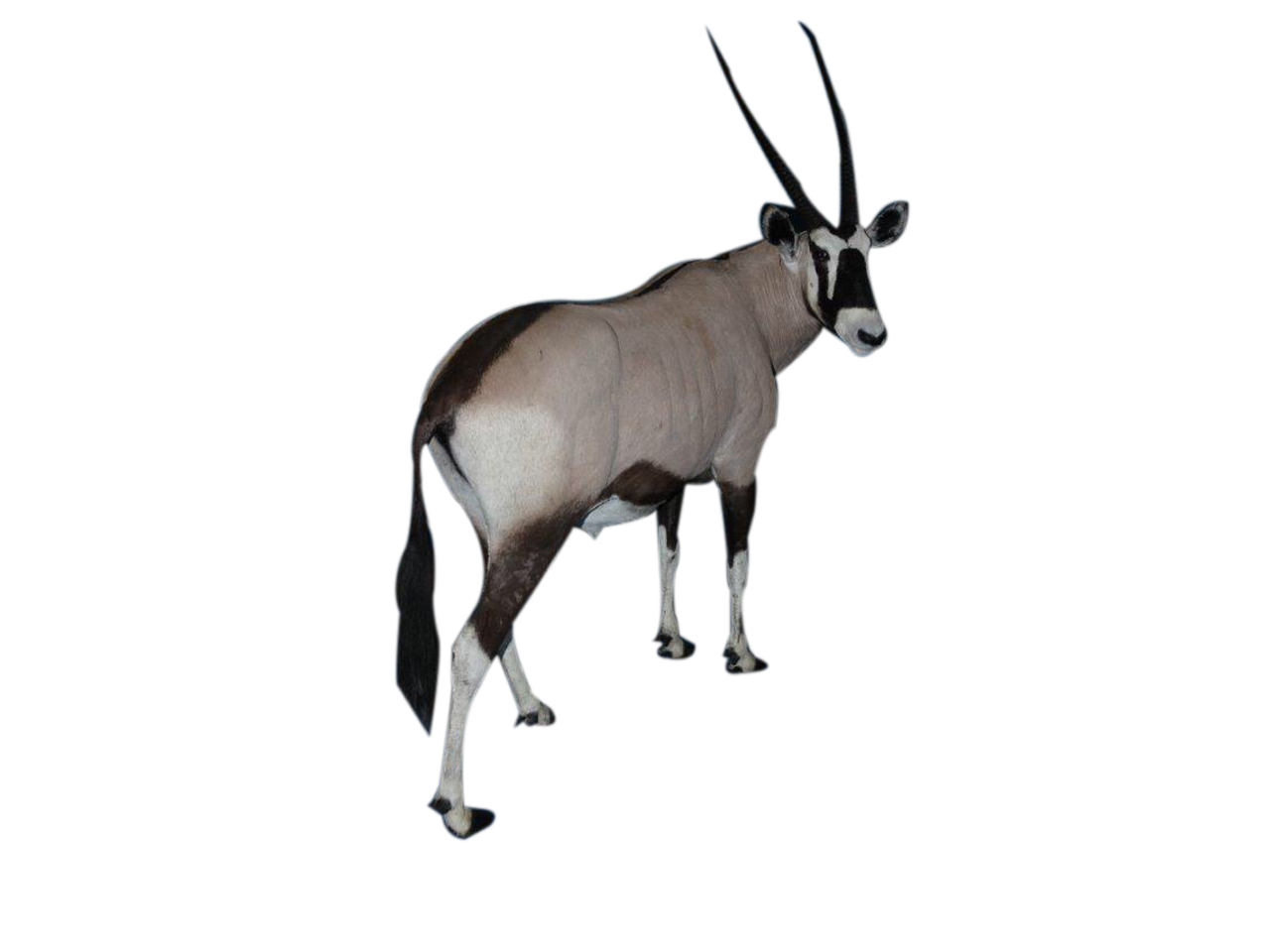 Gemsbok Full Mount SA04 - Image 2
