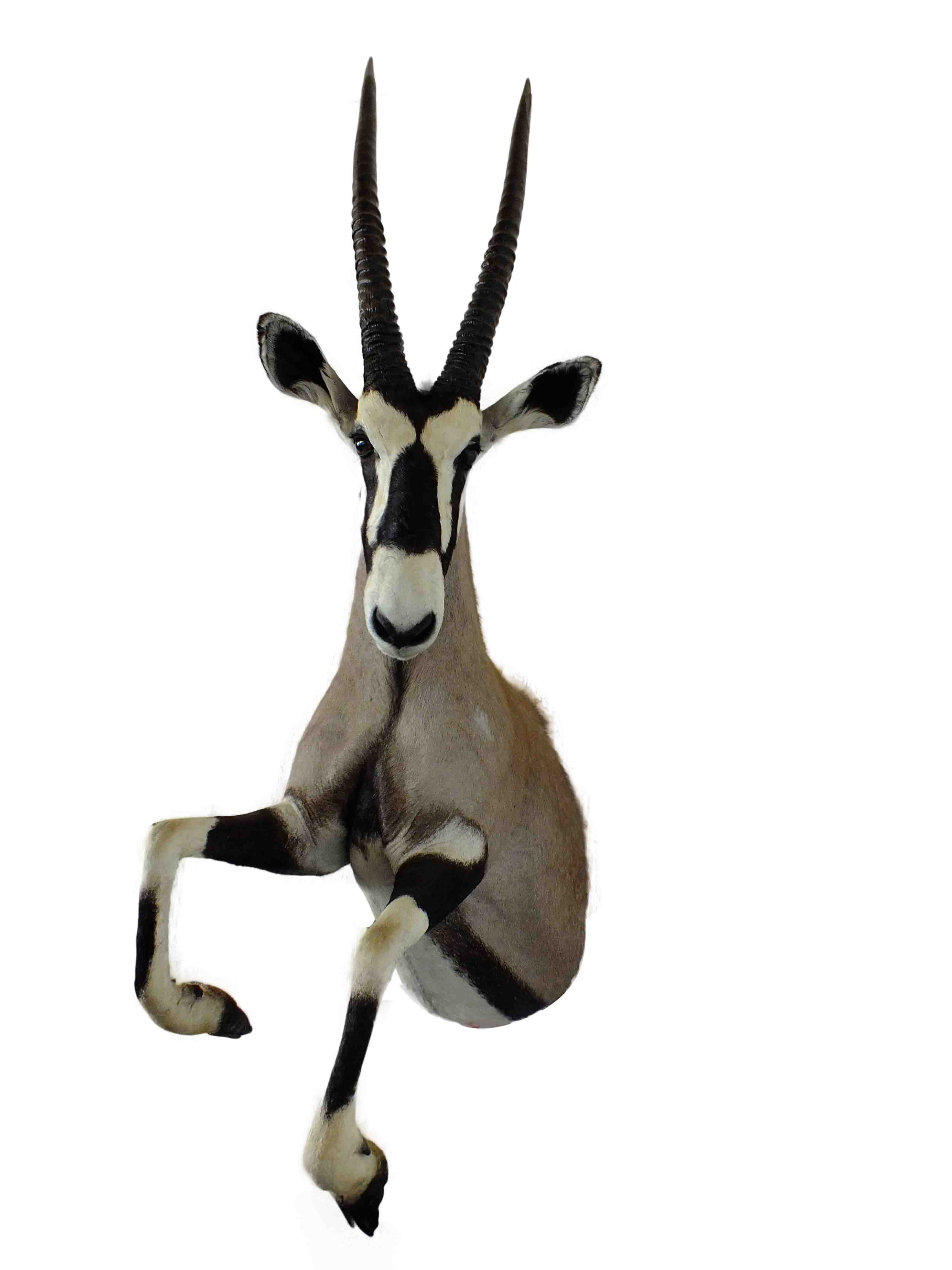Gemsbok Half Mount GHM1 - Image 2