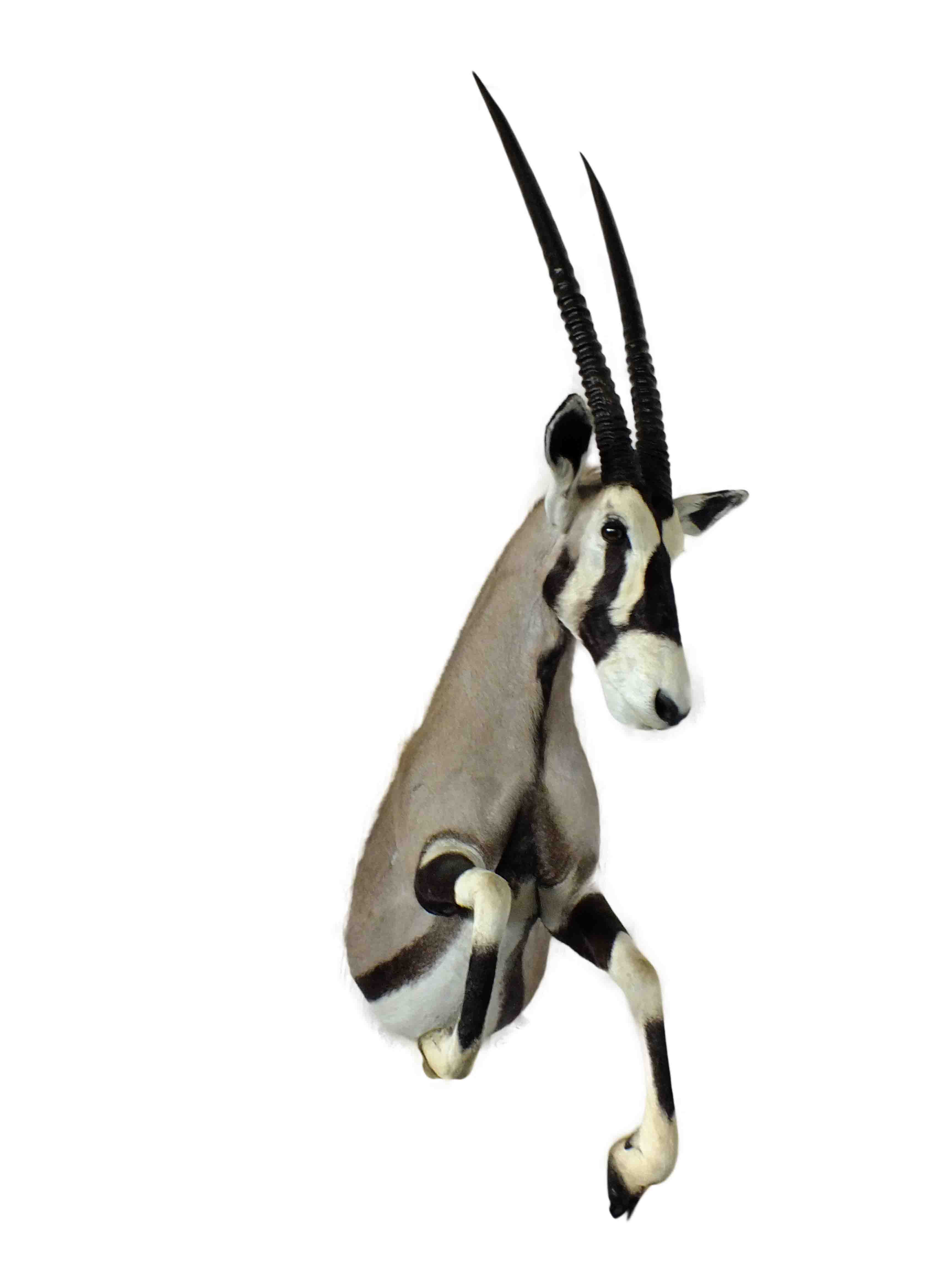 Gemsbok Half Mount GHM1 - Image 3