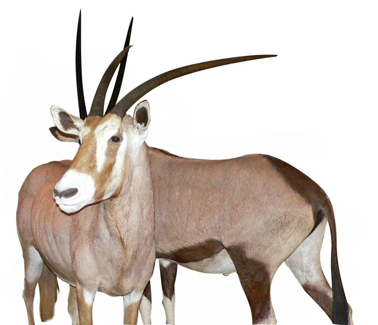 Gemsbok Pair Full Mount GP1 - Image 3