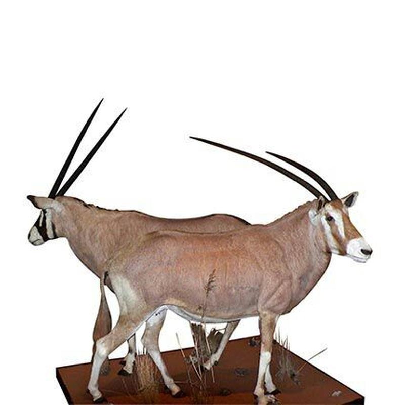 Gemsbok Pair Full Mount GP1