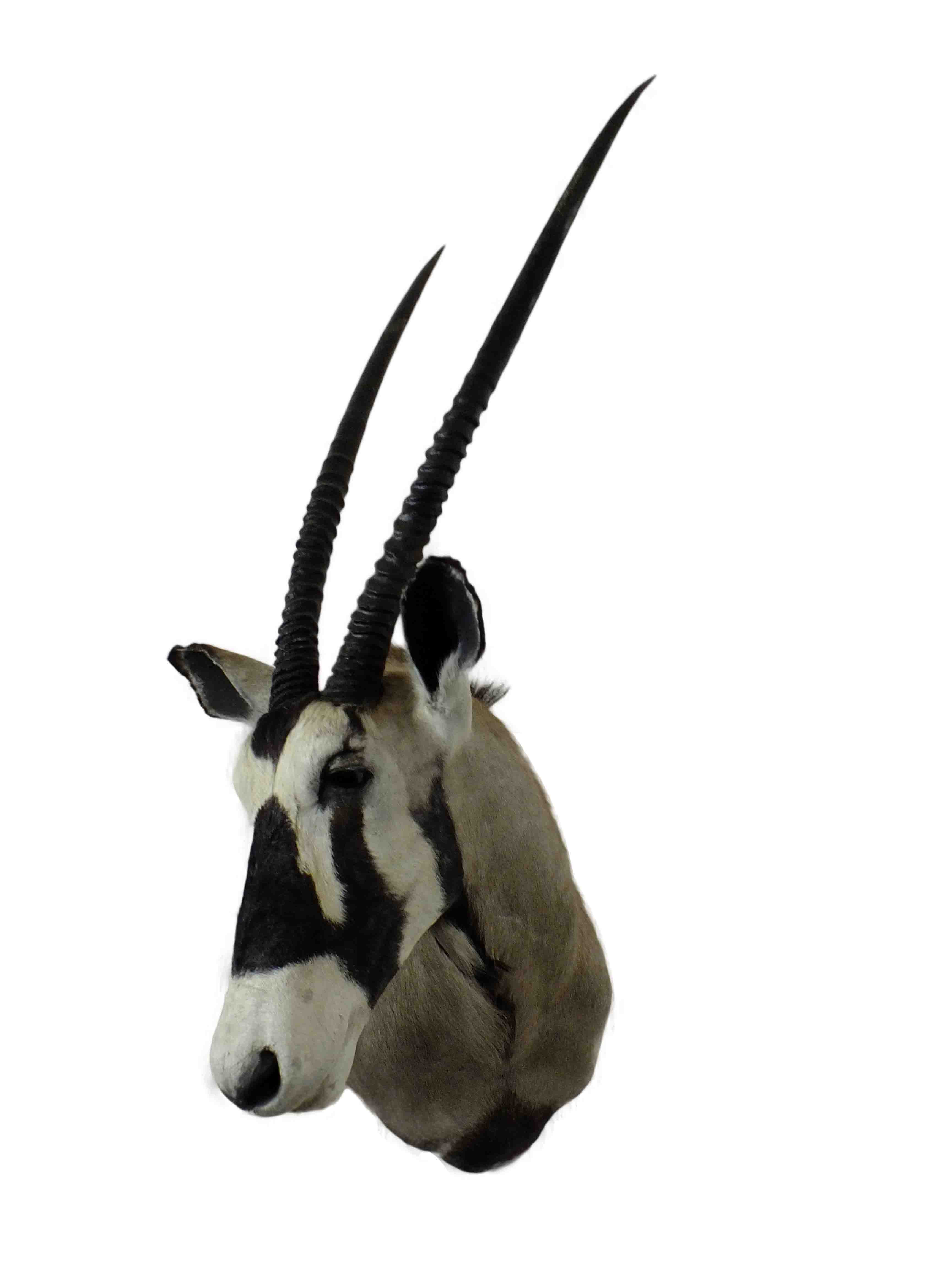 Gemsbok Shoulder Mount GBSM01 - Image 2