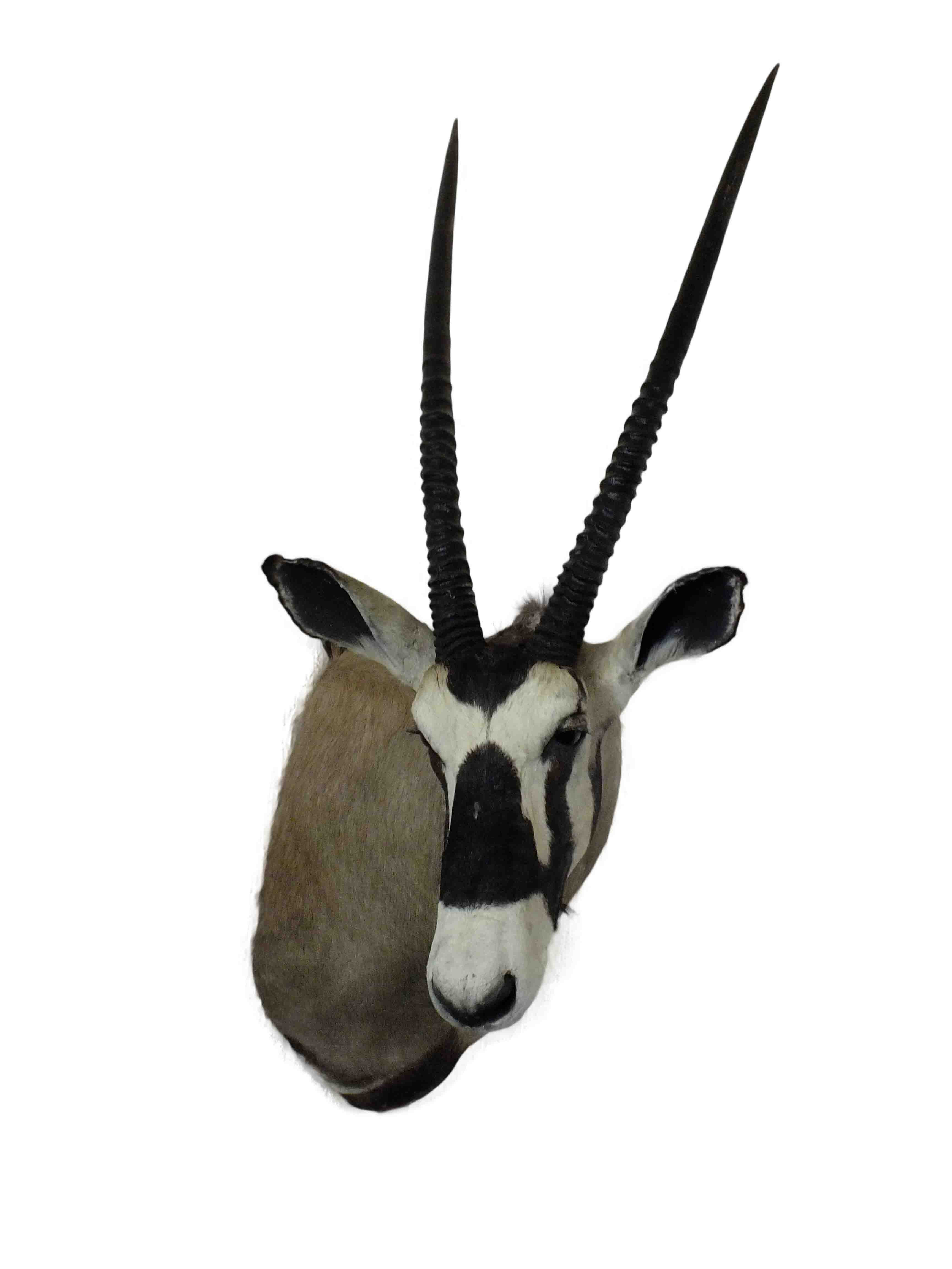 Gemsbok Shoulder Mount GBSM01 - Image 3