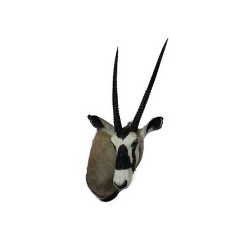 Gemsbok Shoulder Mount GBSM01