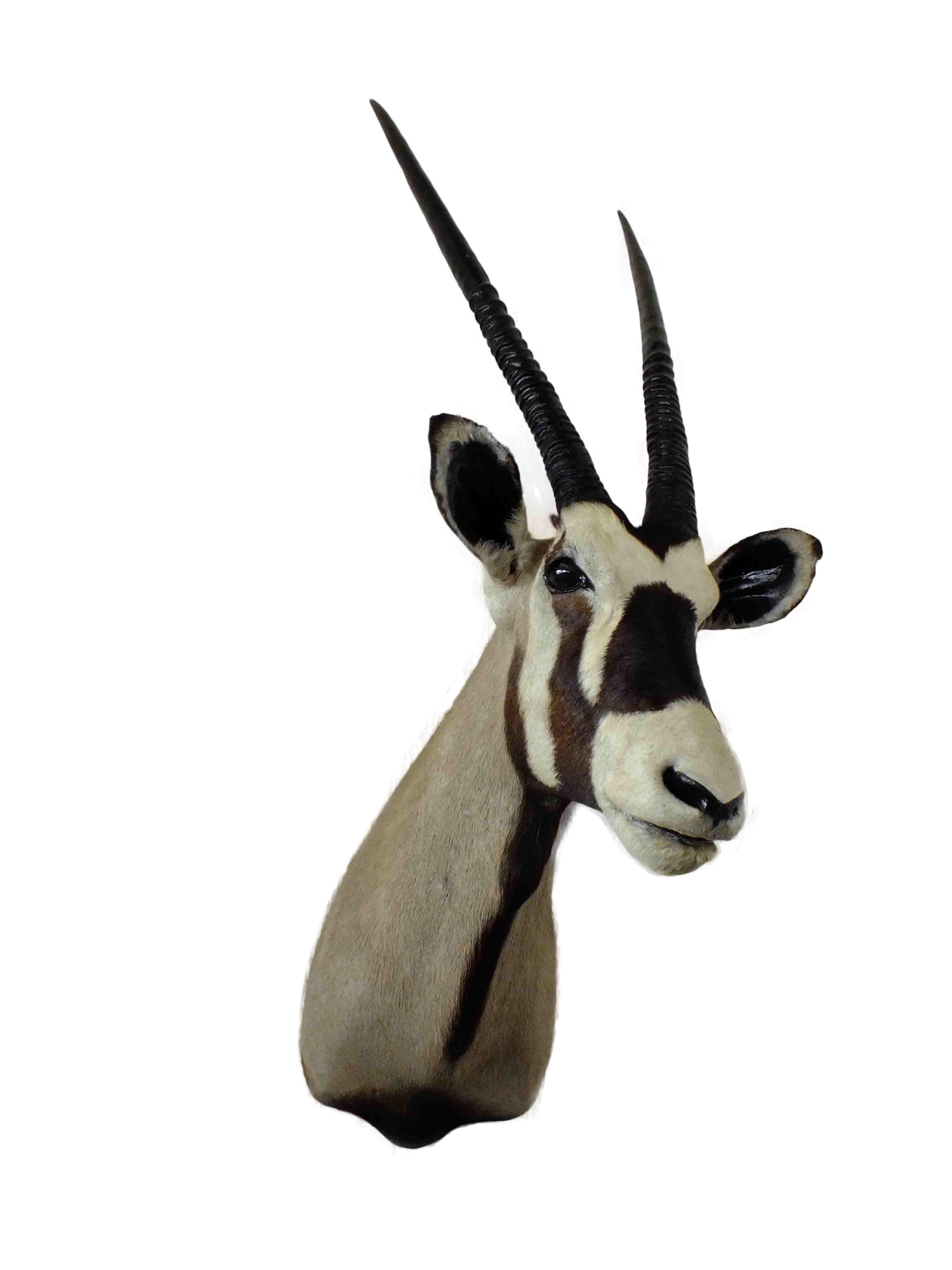 Gemsbok Shoulder Mount GBSM03 - Image 2