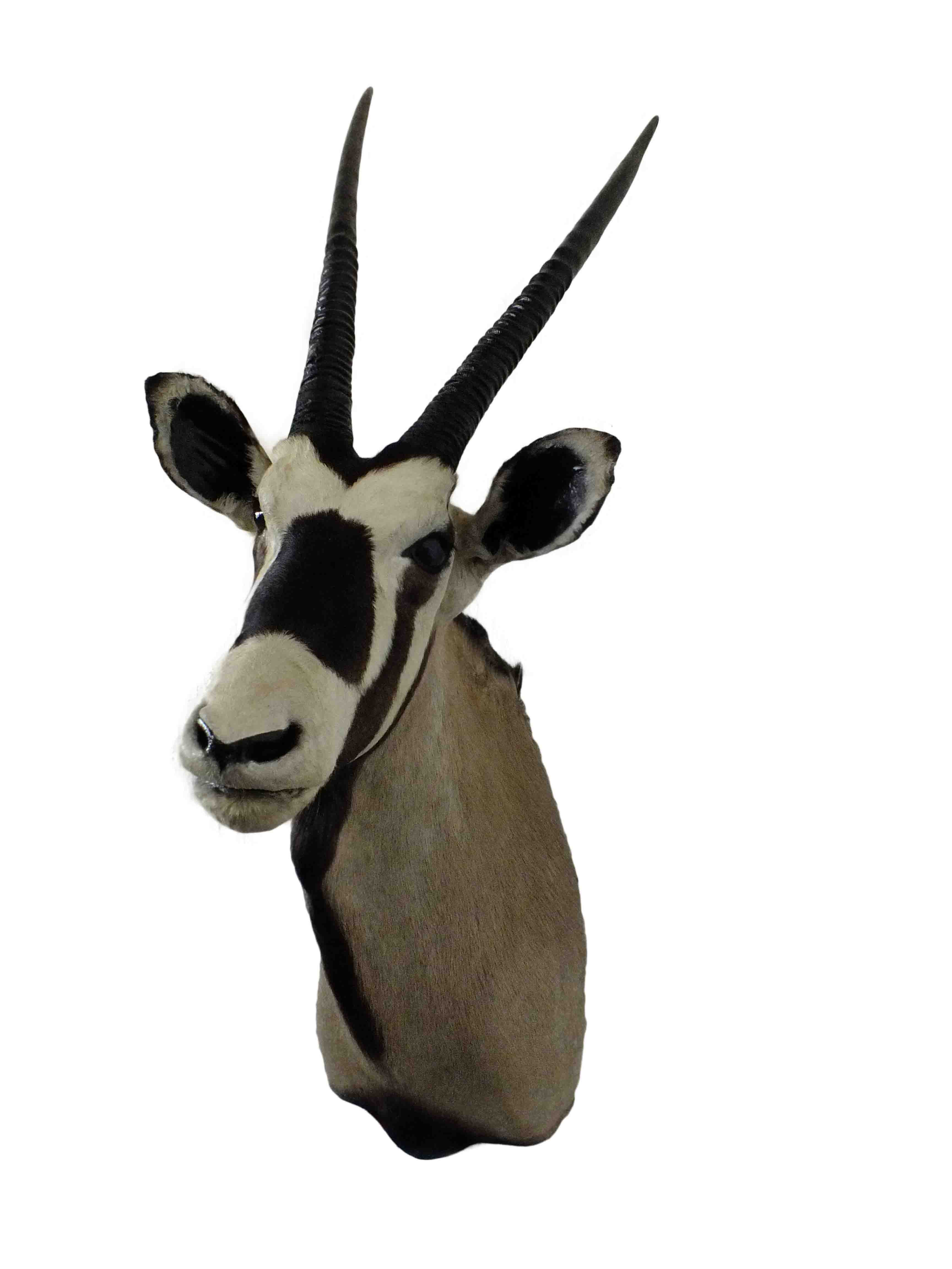 Gemsbok Shoulder Mount GBSM03 - Image 3