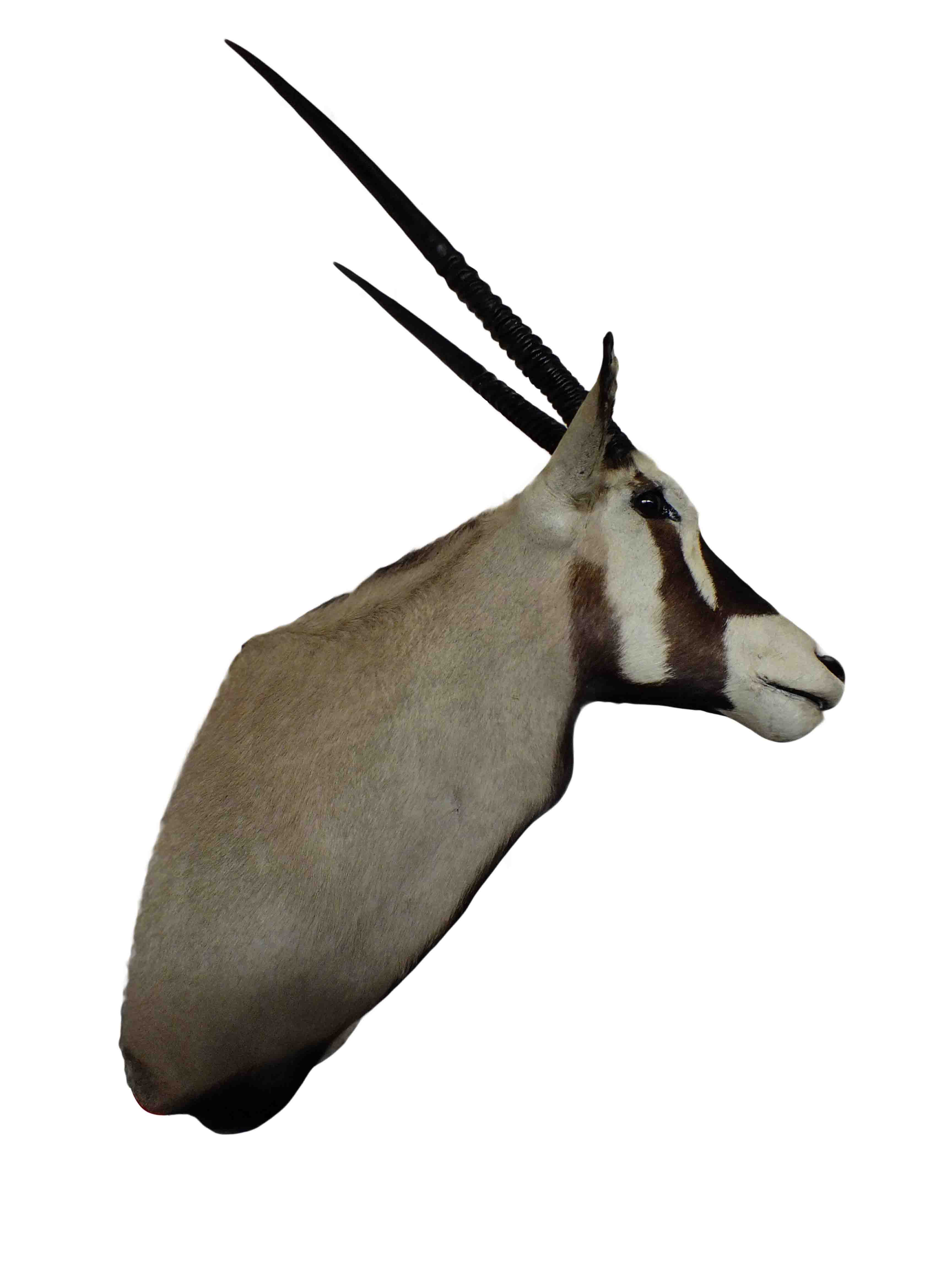 Gemsbok Shoulder Mount GBSM03 - Image 4