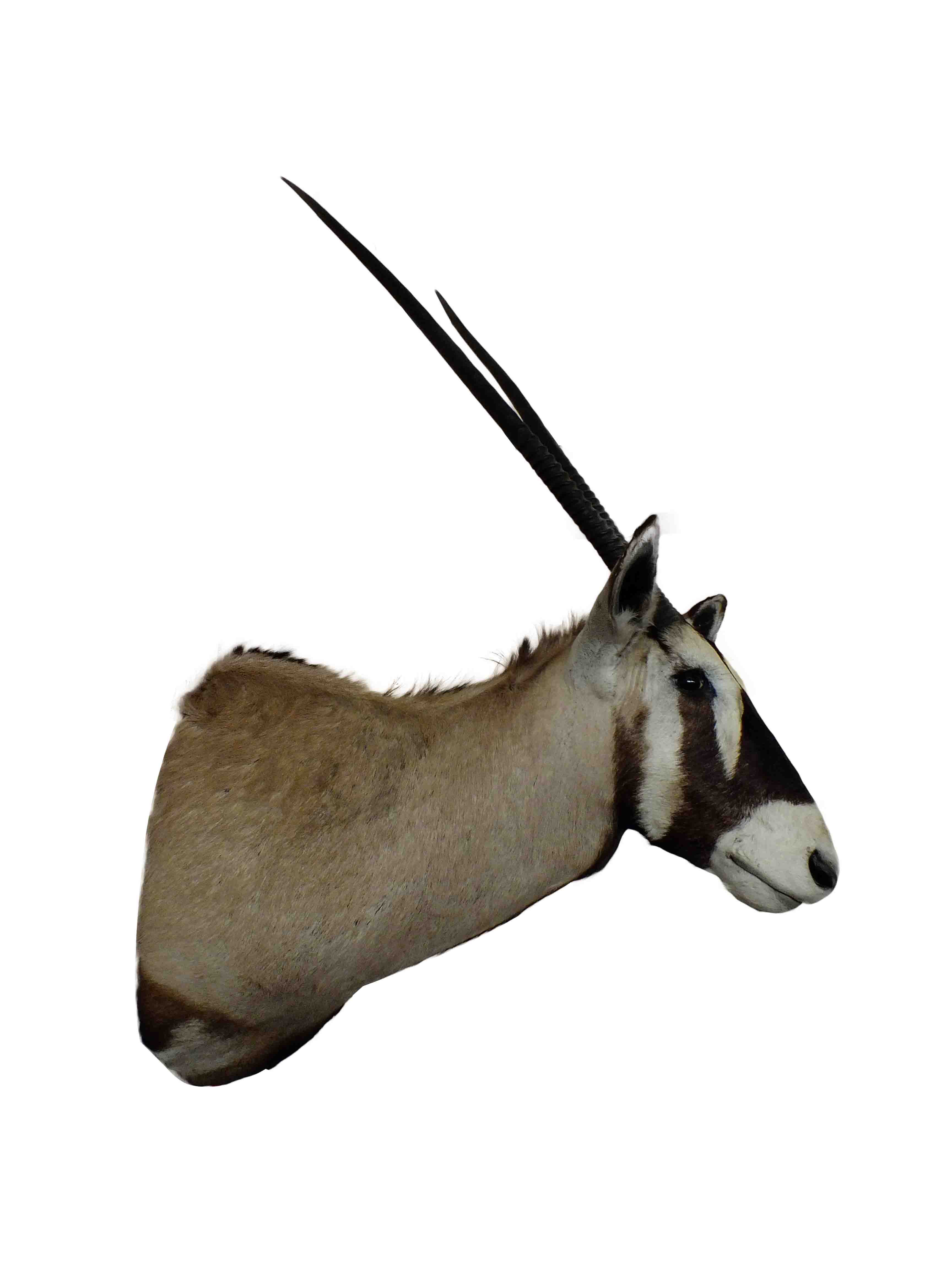 Gemsbok Shoulder Mount GBSM04 - Image 2