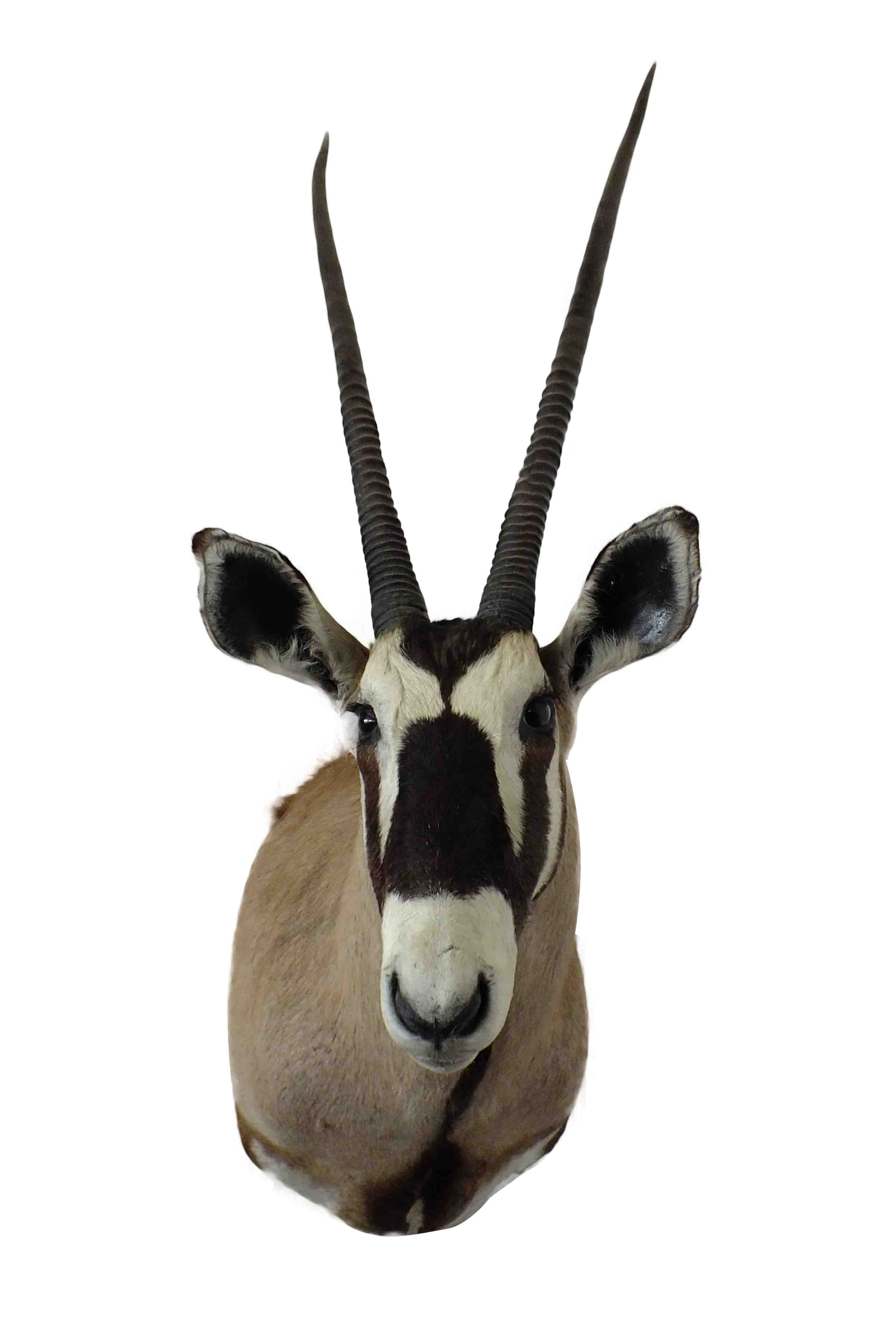 Gemsbok Shoulder Mount GBSM04 - Image 3