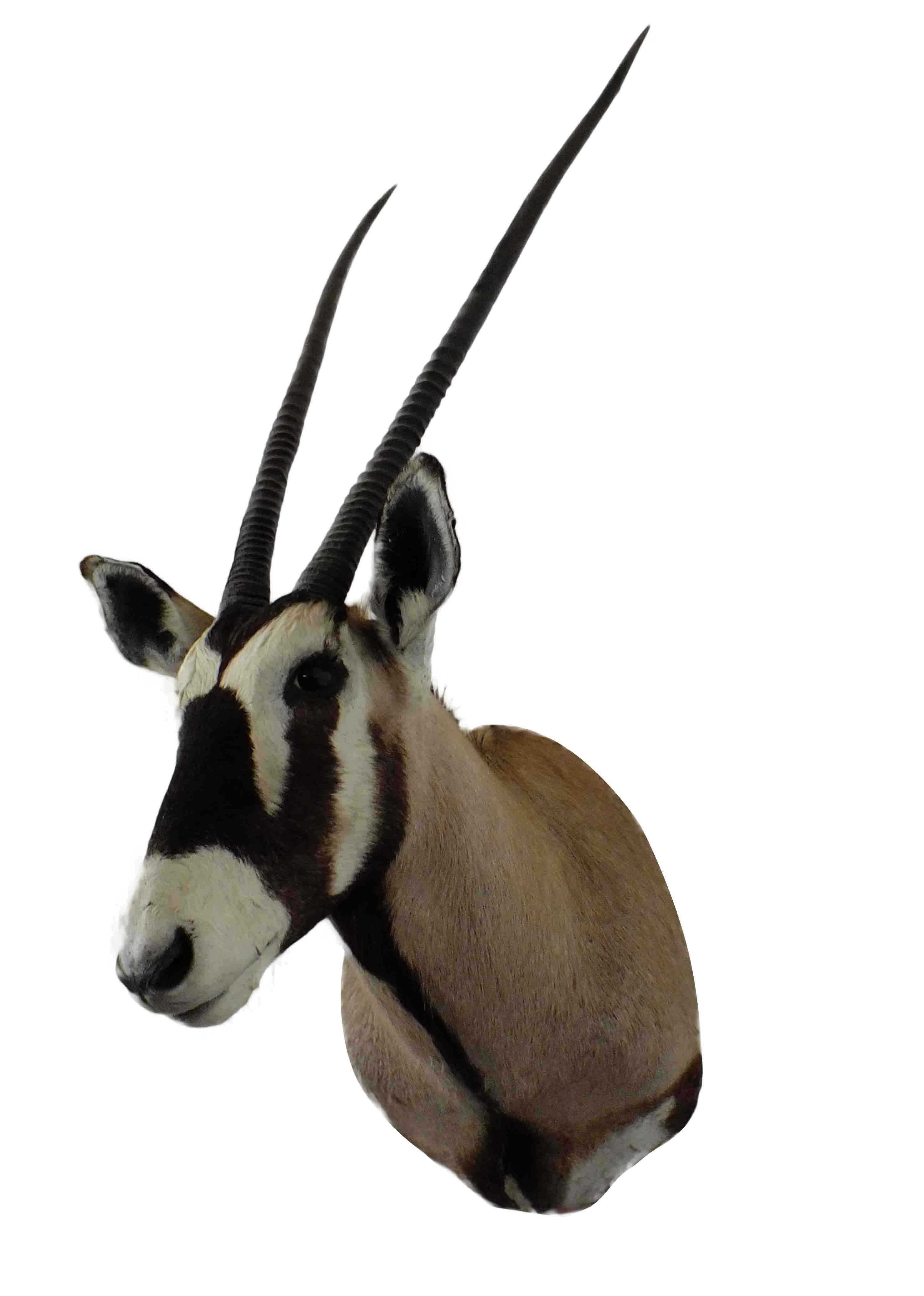 Gemsbok Shoulder Mount GBSM04 - Image 4