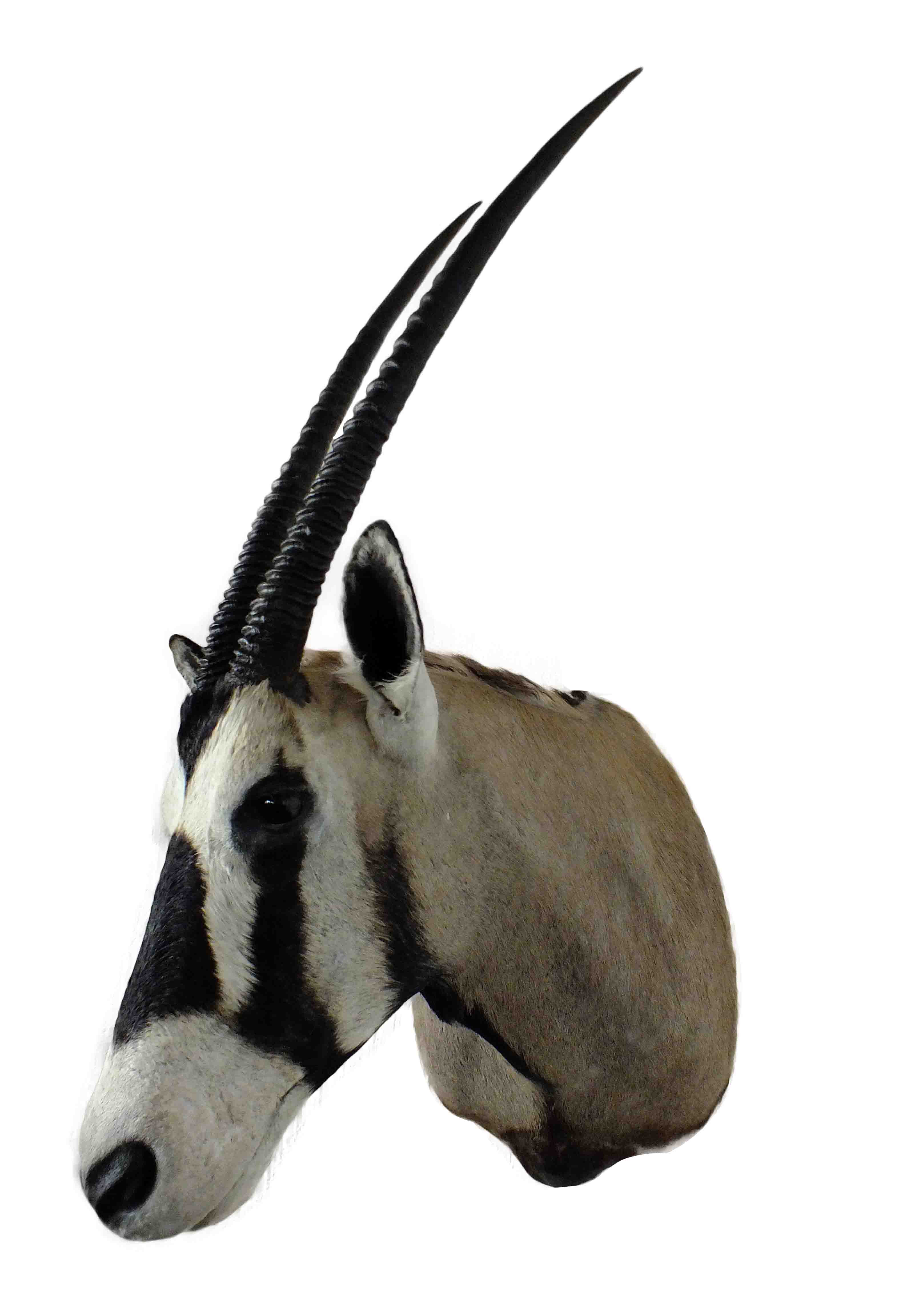 Gemsbok Shoulder Mount GBSM05 - Image 2