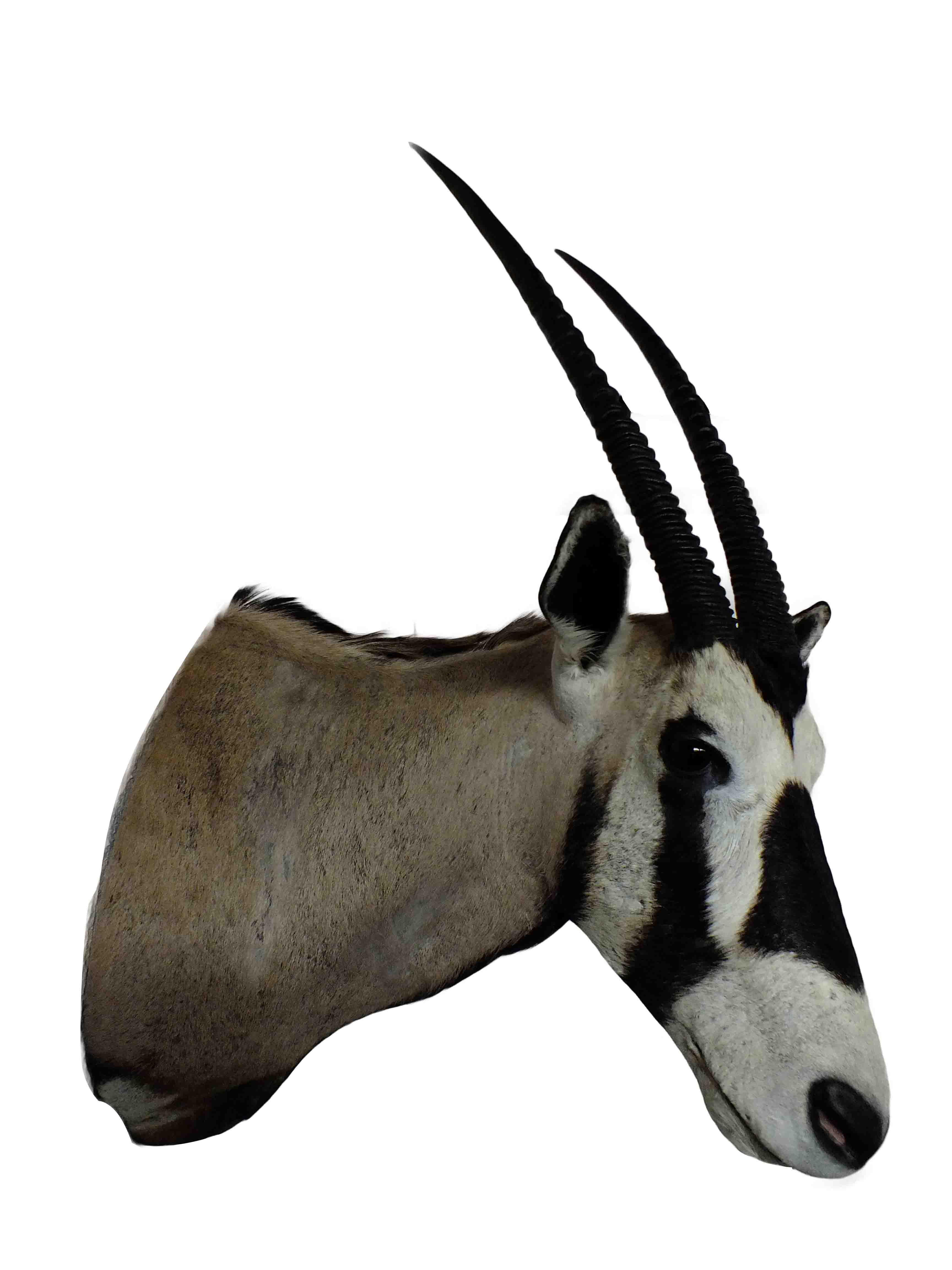 Gemsbok Shoulder Mount GBSM05 - Image 3