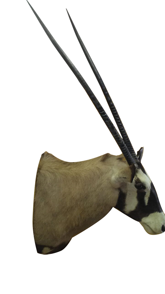 GEMSBOK SHOULDER MOUNT GBSM9A - Image 2