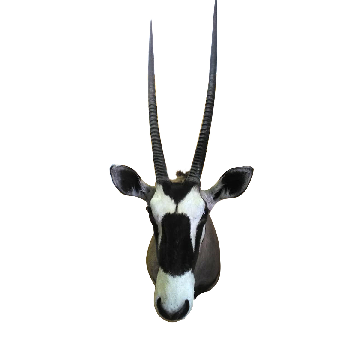 GEMSBOK SHOULDER MOUNT GBSM9A - Image 3