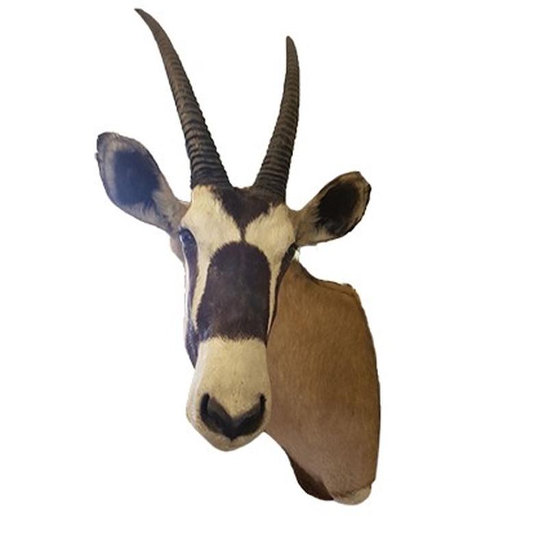 Gemsbok Shoulder Mount GSM555