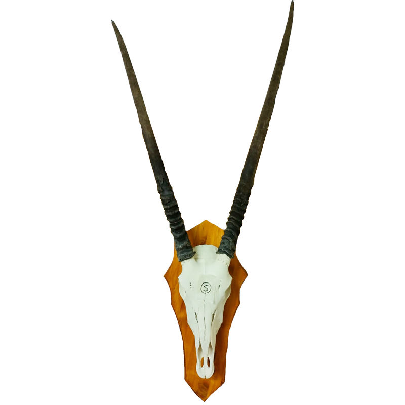 Gemsbok Skull Mount GBSM11