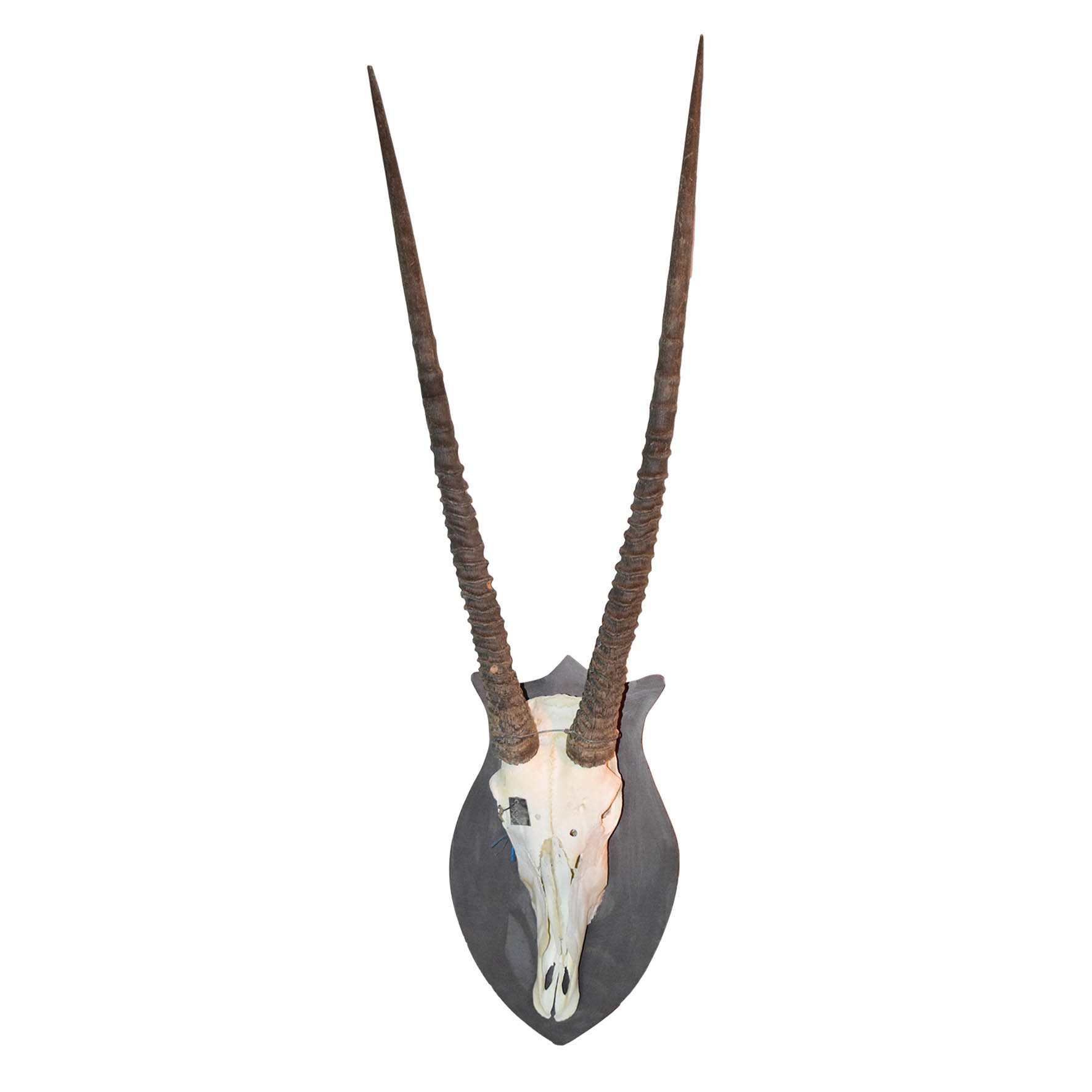 Gemsbok Skull Mount GBSM112