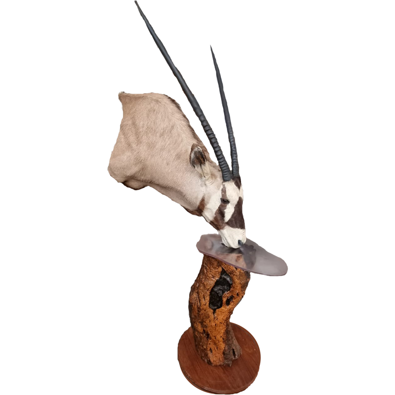 Gemsbok Pedestal Mount - GBPM100