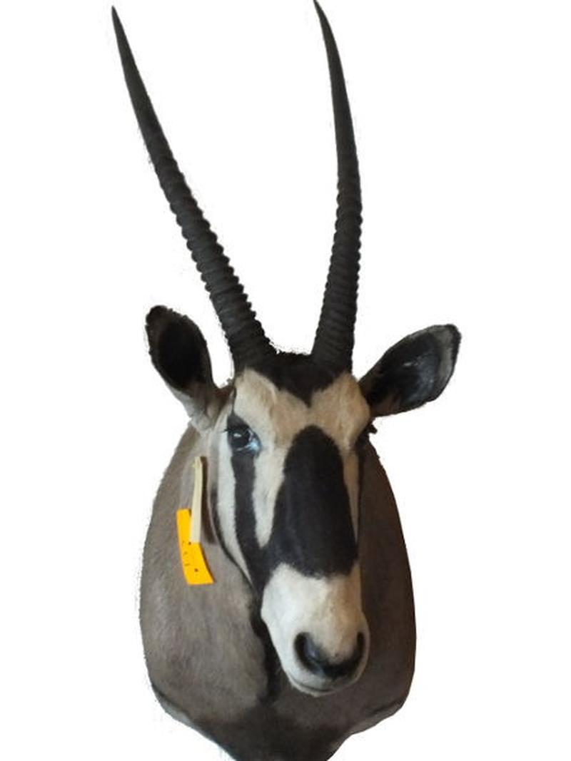 Gemsbuck Shoulder Mount For Sale G1 - Image 2