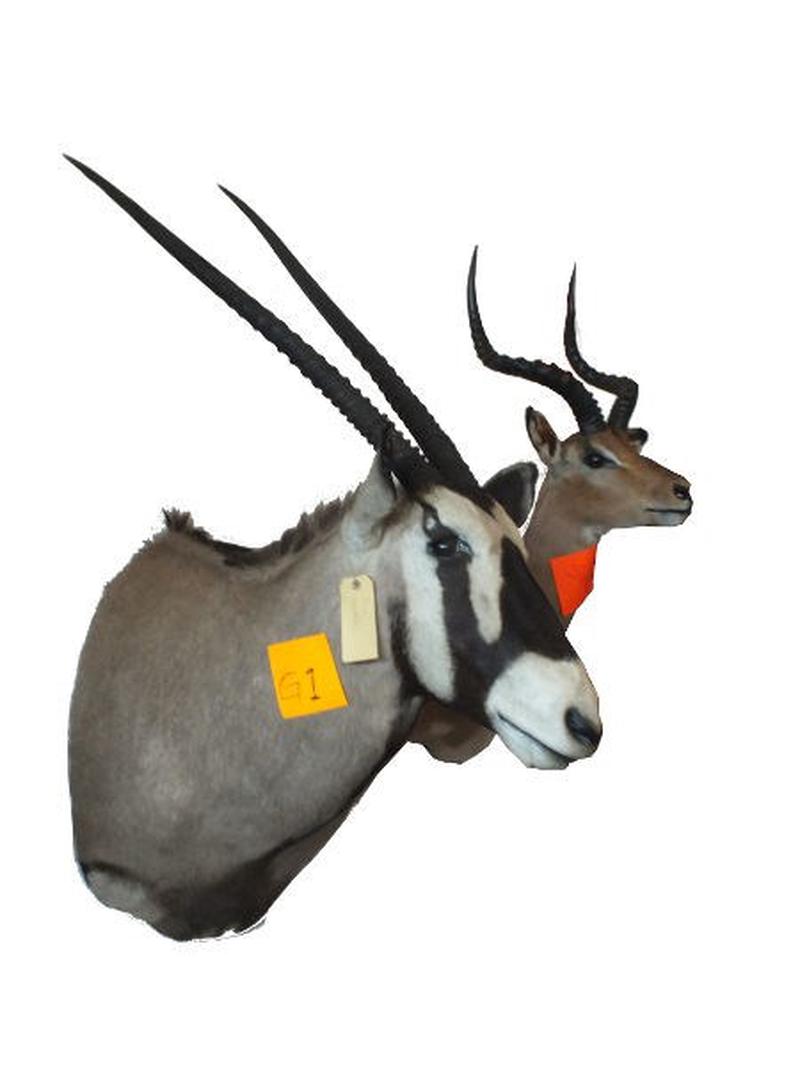 Gemsbuck Shoulder Mount For Sale G1 - Image 5