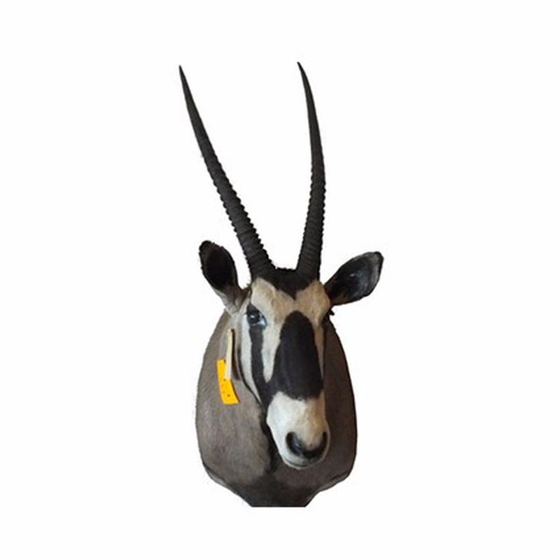 Gemsbuck Shoulder Mount For Sale G1