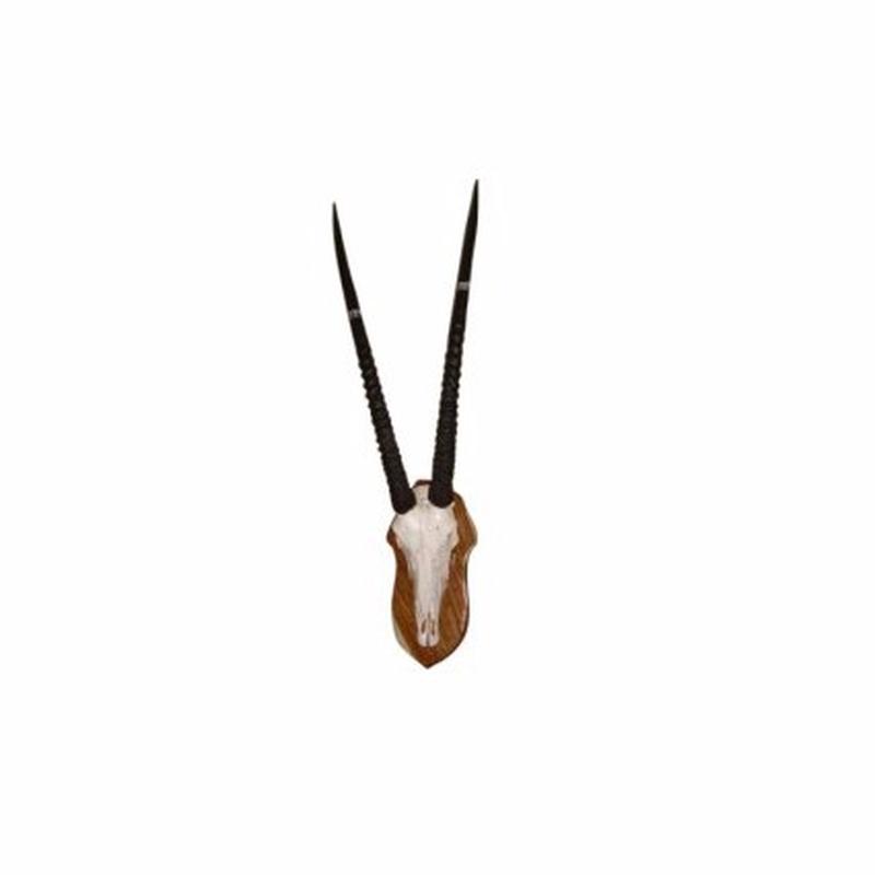 Gemsbuck Skull Mount - GBS1