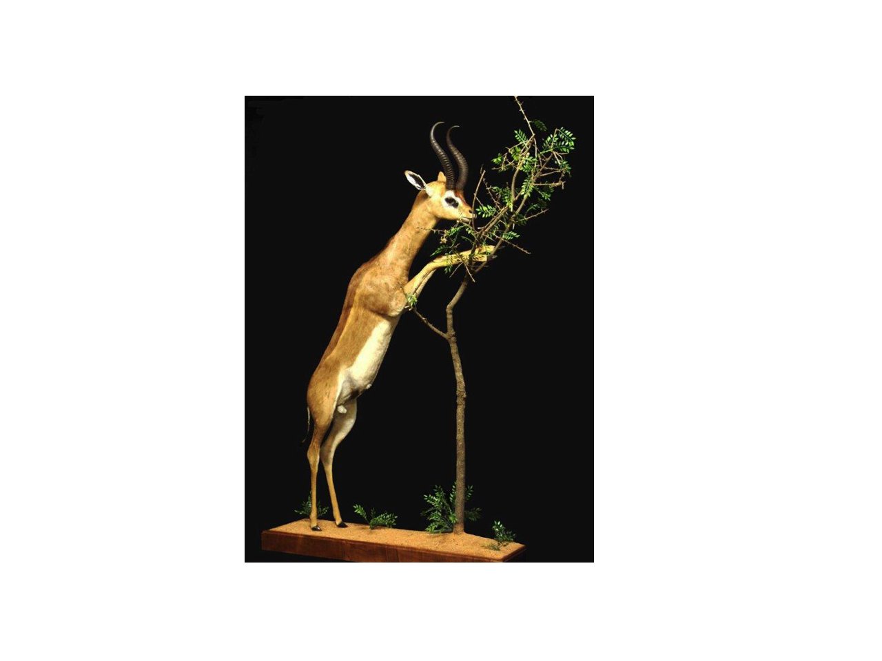 Gerenuk Full Mount - GFM01