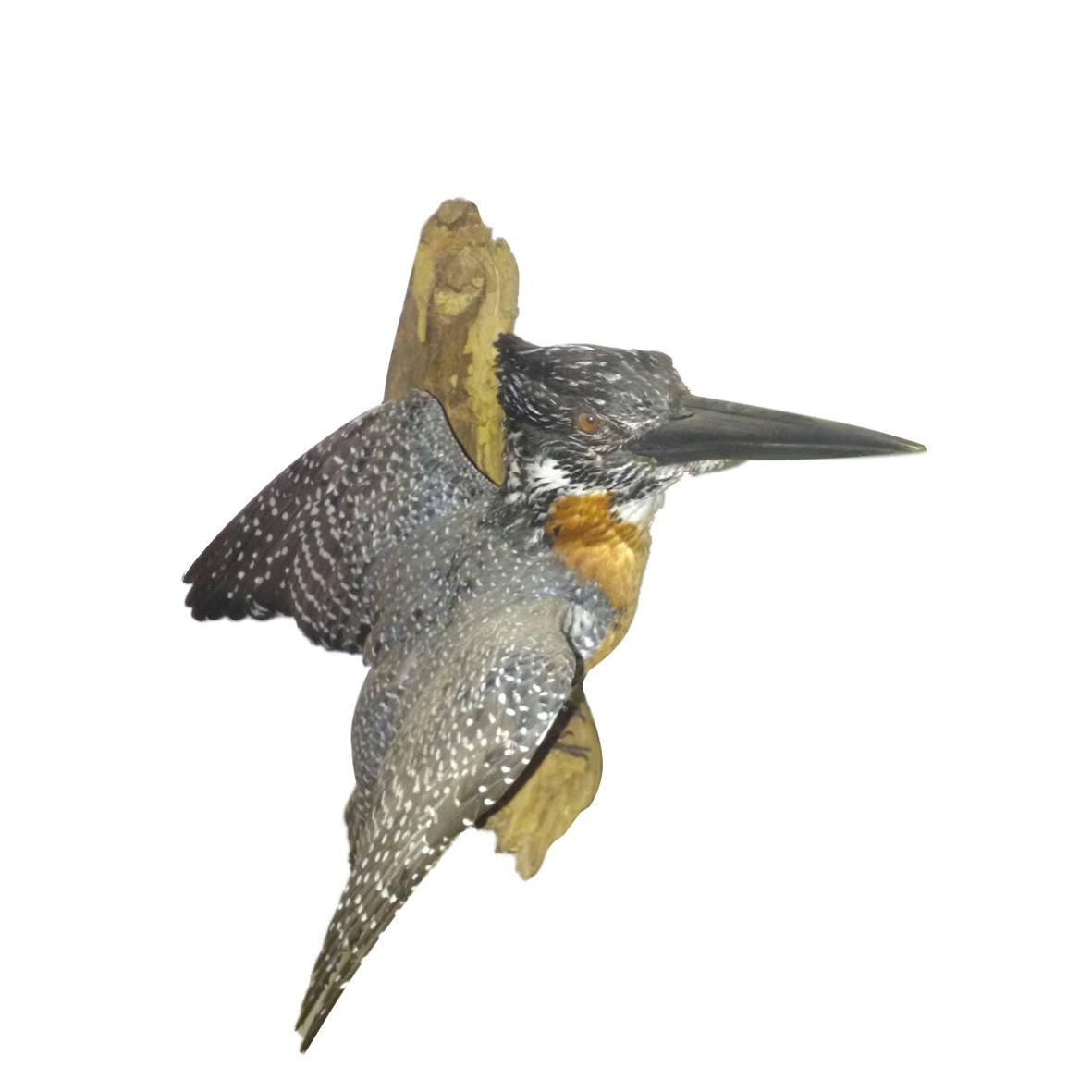 GIANT KINGFISHER