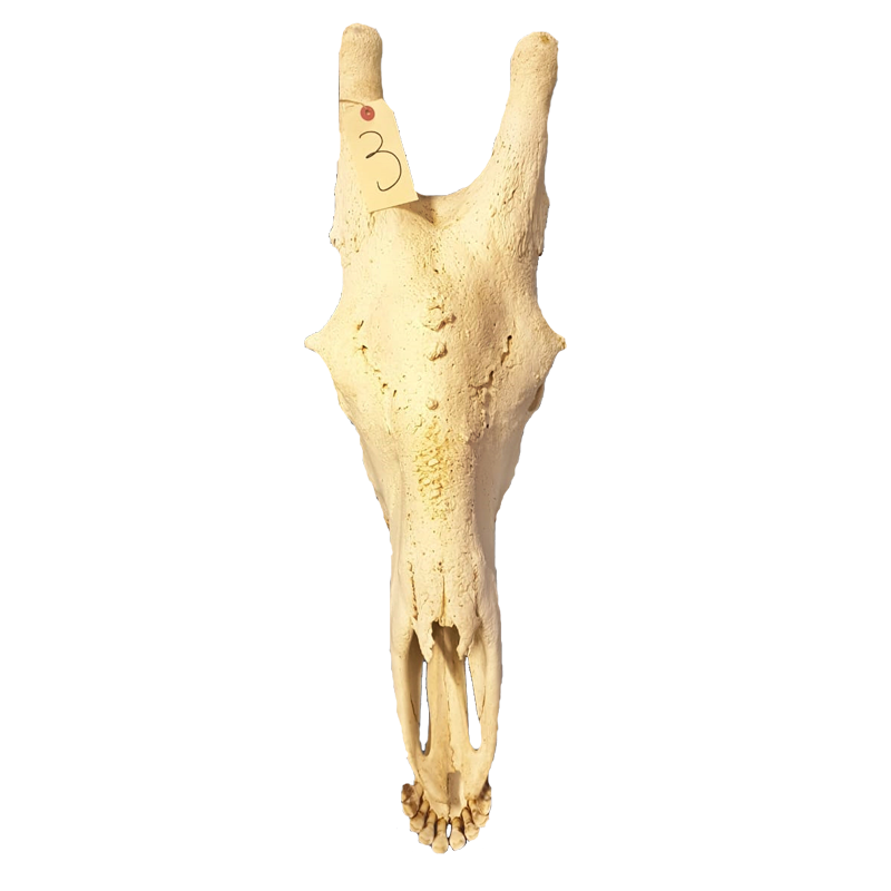Giraffe Skull - GS100 - Image 3