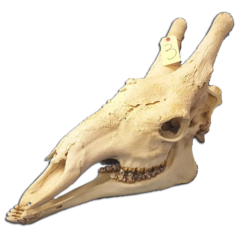 Giraffe Skull - GS100 - Image 4