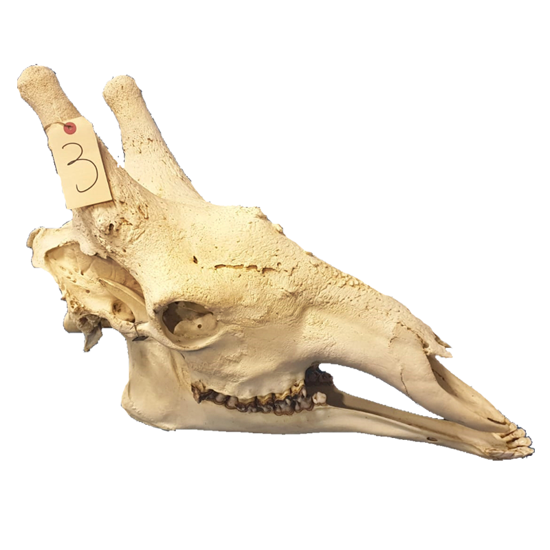 Giraffe Skull - GS100