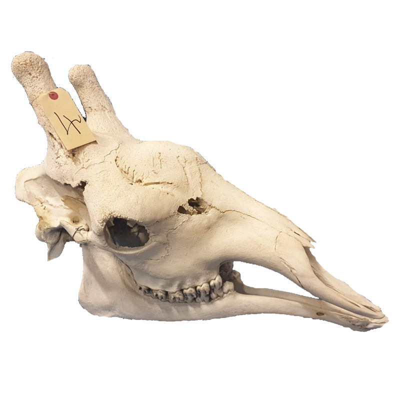 Giraffe Skull - GS101 - Image 2