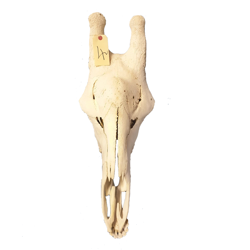 Giraffe Skull - GS101 - Image 3