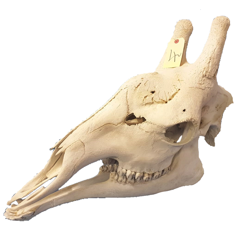 Giraffe Skull - GS101