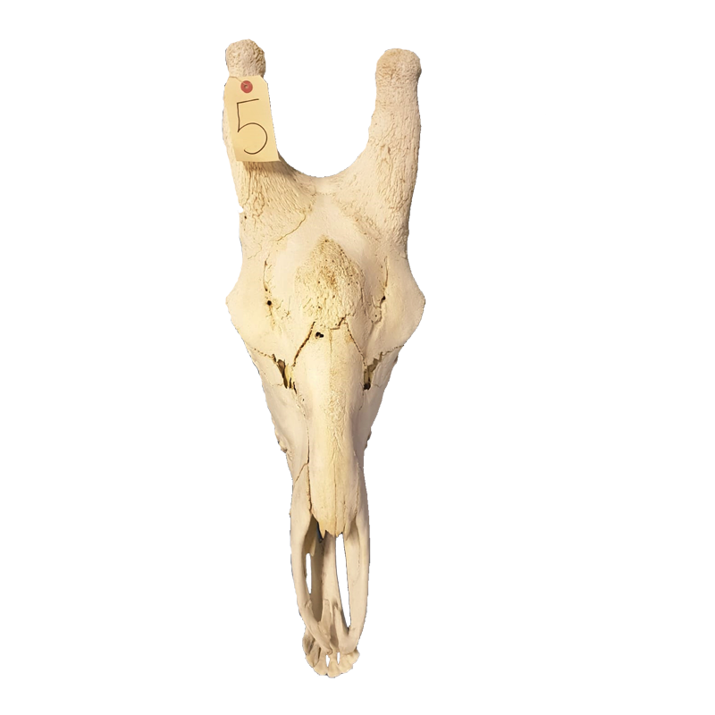 Giraffe Skull - GS102 - Image 3