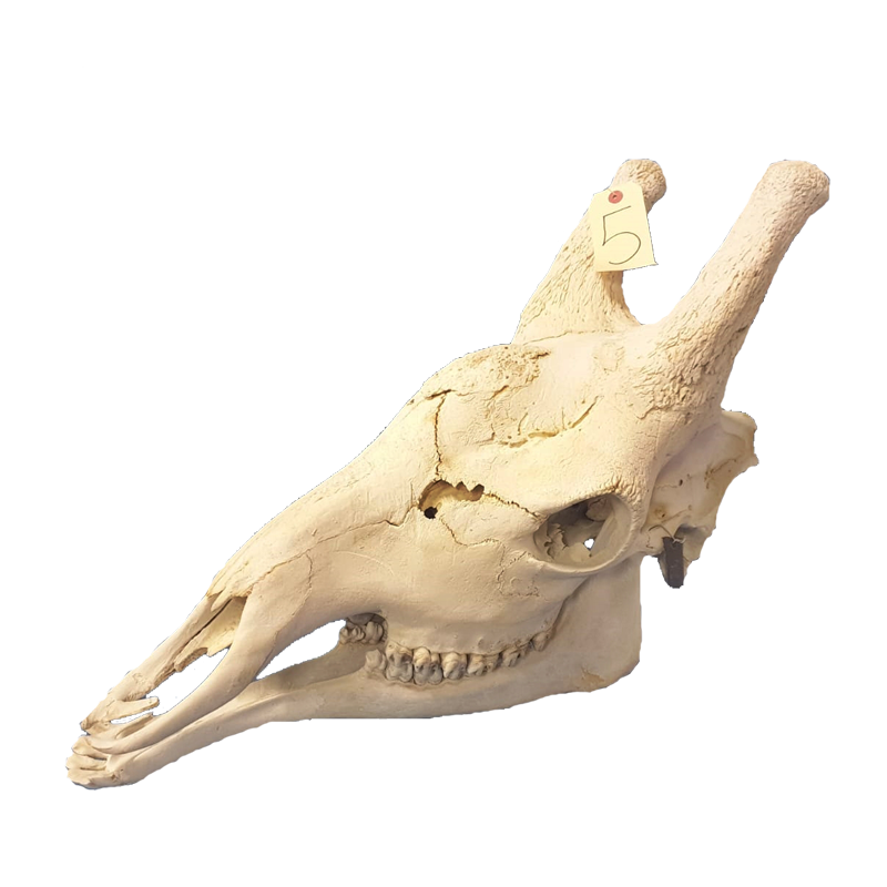 Giraffe Skull - GS102 - Image 4