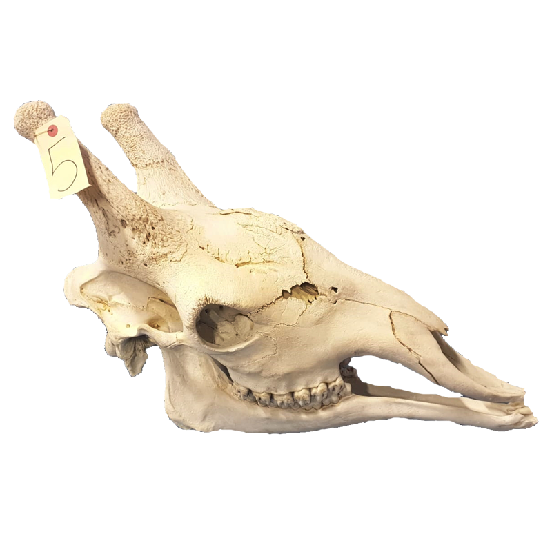 Giraffe Skull - GS102
