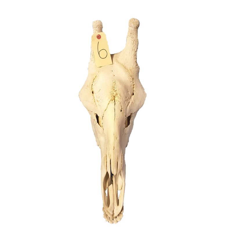 Giraffe Skull - GS103 - Image 3