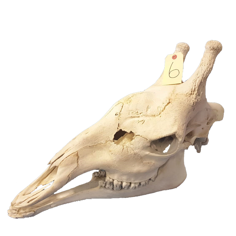 Giraffe Skull - GS103 - Image 4
