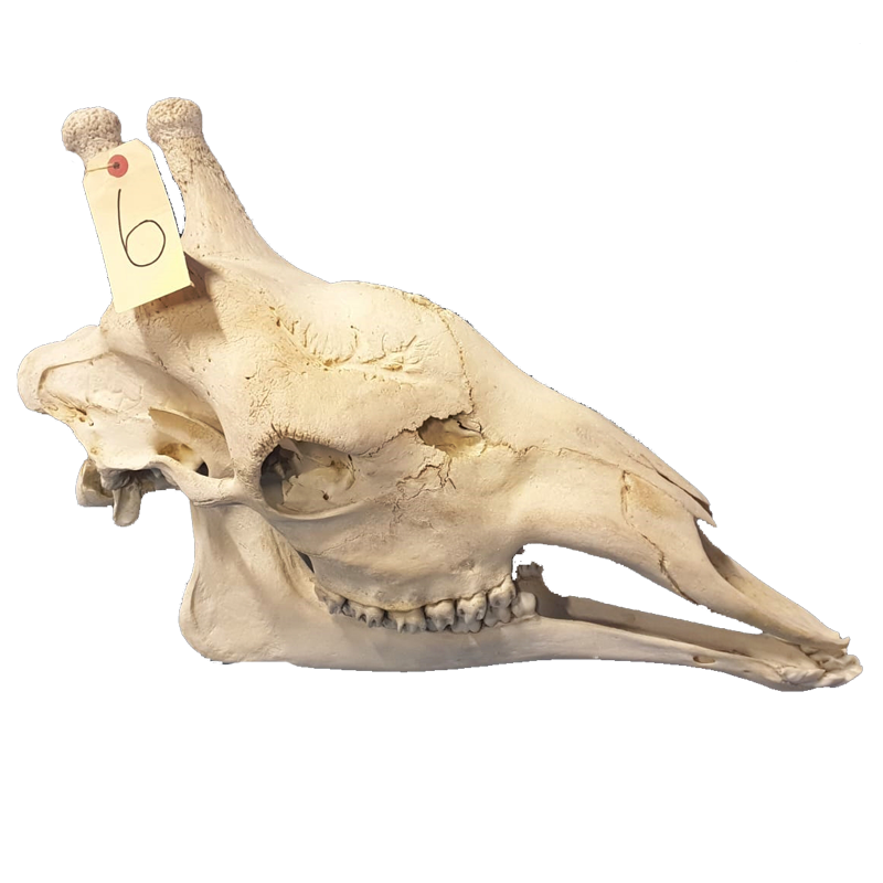 Giraffe Skull - GS103
