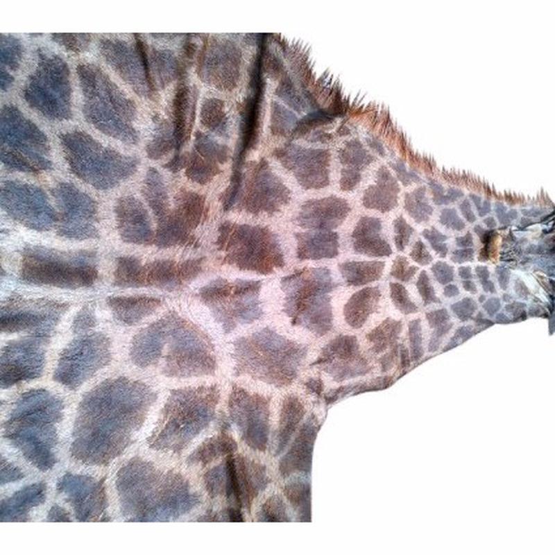 Giraffe Cape GC1