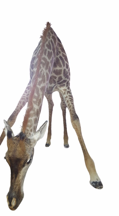 Giraffe Drinking Full Mount - Ref: F1075 - Image 2