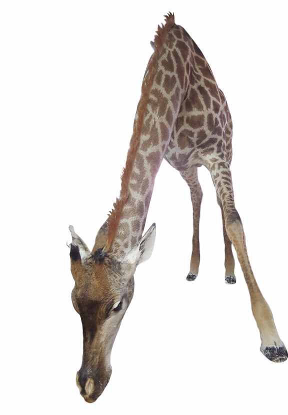 Giraffe Drinking Full Mount - Ref: F1075 - Image 3