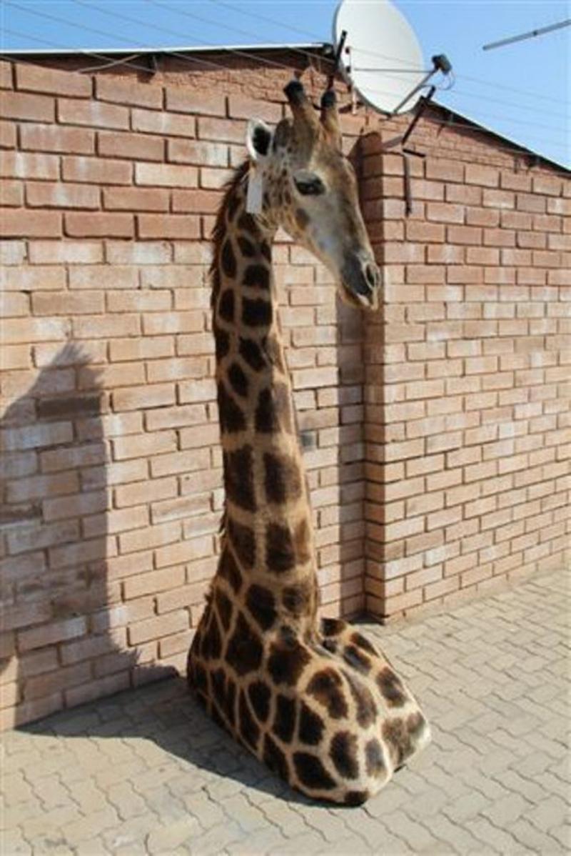 Giraffe Floor Mount GFL1 - Image 2