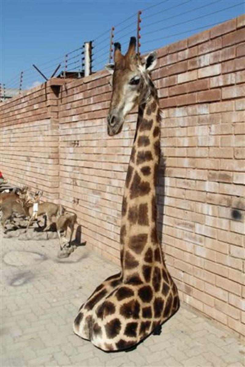 Giraffe Floor Mount GFL1 - Image 3