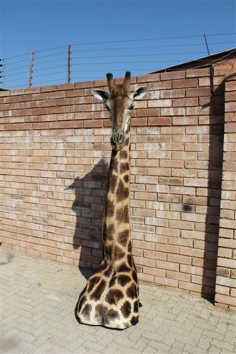 Giraffe Floor Mount GFL1 - Image 4