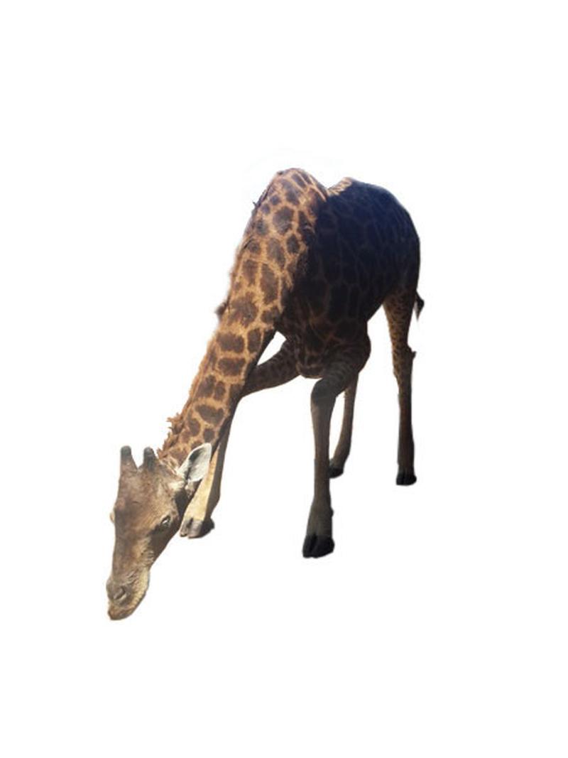 Giraffe Full Mount - Drinking GFD2 - Image 3