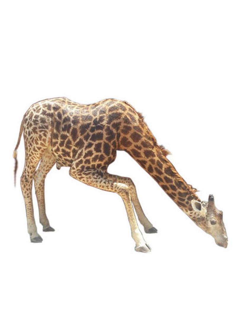 Giraffe Full Mount - Drinking GFD2 - Image 4