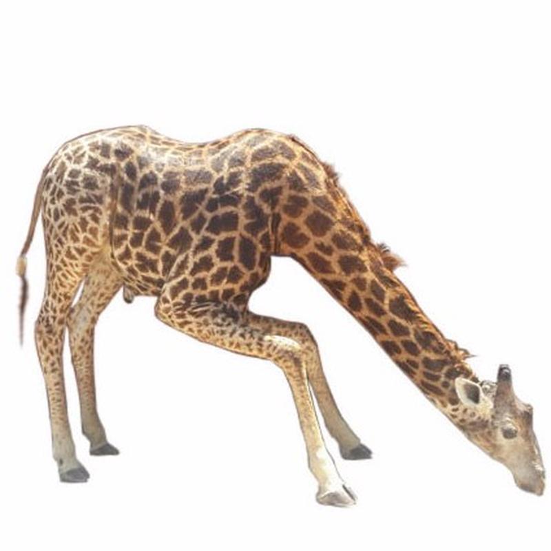 Giraffe Full Mount - Drinking GFD2