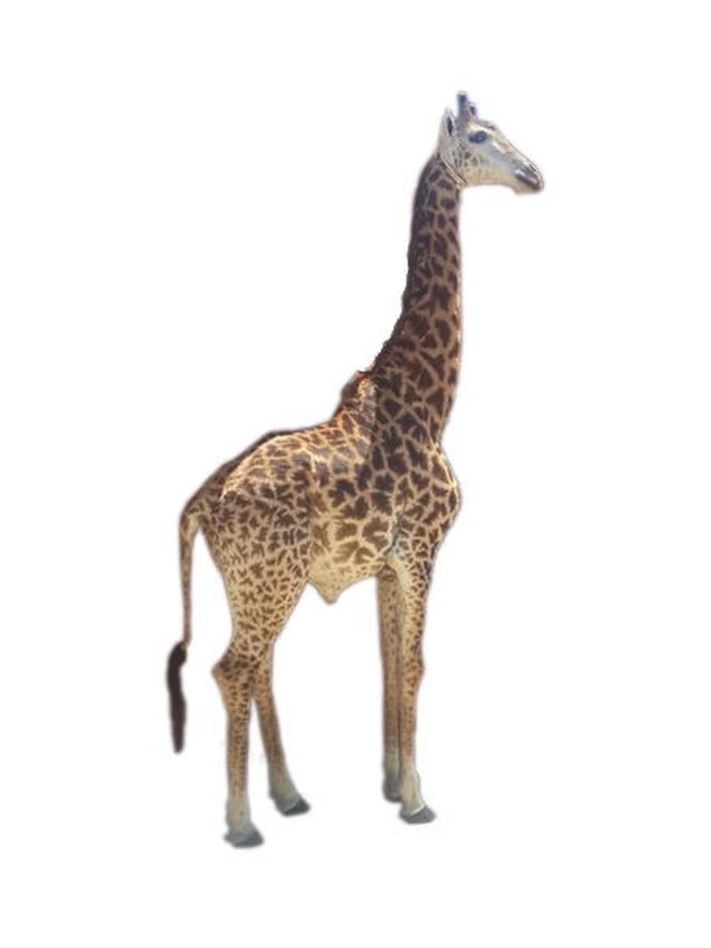 Giraffe Full Mount For Sale #G002 - Image 3